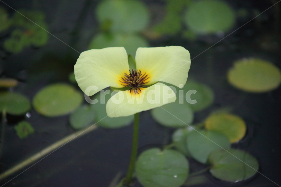 연,어리연,꽃,온실,floatingheart,물양귀비,수련
