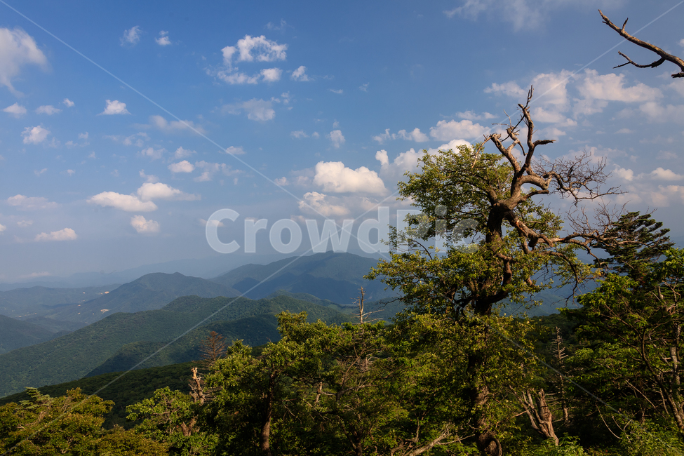 알펜시아,강원도,환경,농촌,구름,숲,공원,맑은,풍경,여름,자연,풍경,nature,landscape,outdoors,옥외,weather,날씨