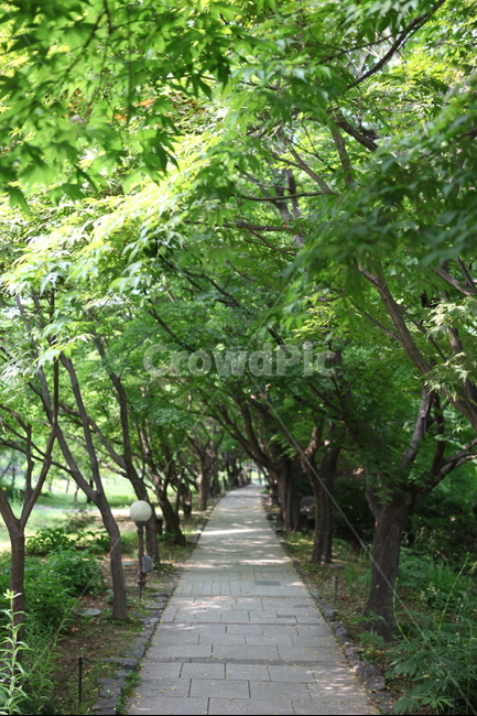 나무,단풍,길,가로수,여름,싱그러움,녹색,자연,풍경,nature,landscape,outdoors,옥외,garden,정원,arbour,정자