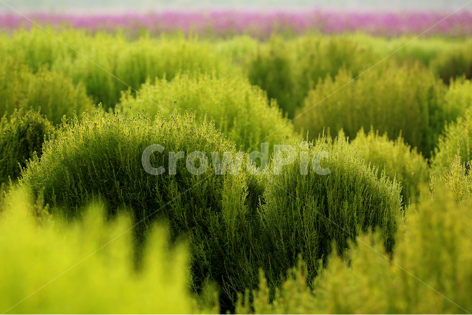양주나리공원,nature,자연,초록,green,댑싸리,bellvedere,식물,자연,plants,nature