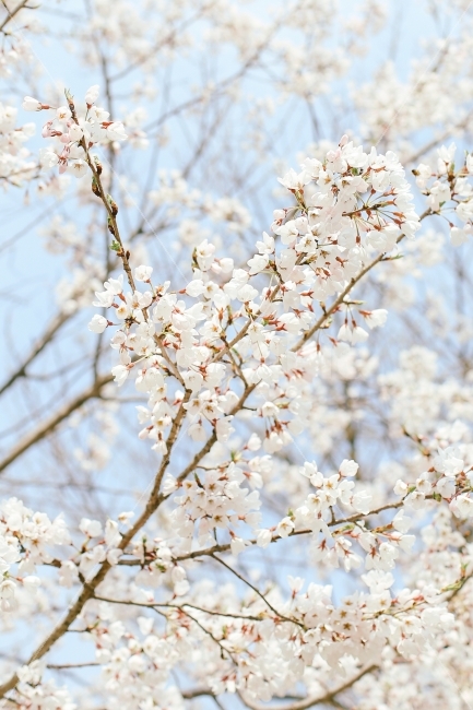 봄,벚꽃,일상,감성,감성사진,식물,자연,plants,nature,감성,sensible,feeling,봄,계절,spring,season,꽃,flower,plant,blossom