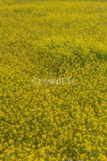 유채꽃,꽃,봄꽃,제주도,꽃밭,식물,자연,plants,nature,꽃,flower