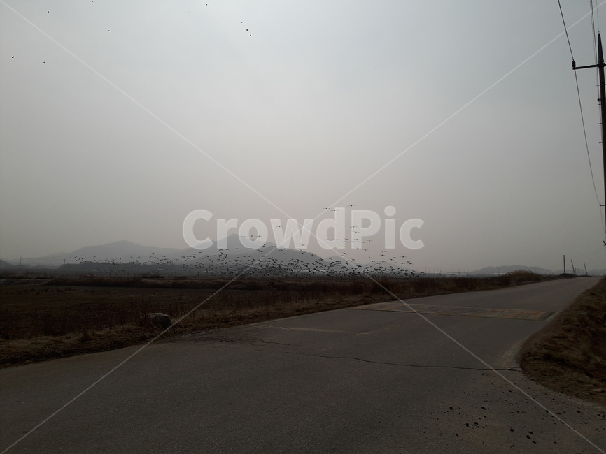 자연,풍경,철새,아름다움,생명,시골,마을,풍경,landscape,country,rural,town
