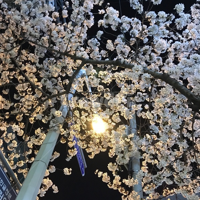 봄,꽃,벚꽃,새벽,길거리,봄,계절,spring,season,plant,식물,blossom,flower,cherry blossom