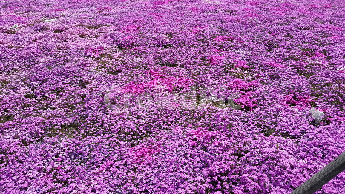 꽃밭,분홍색꽃,공원,흰색꽃,꽃,식물,자연,plants,nature,꽃,flower