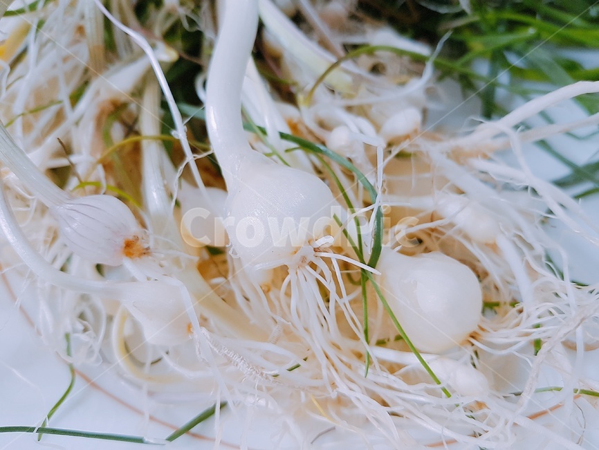 plant,식물,food,달래,봄나물,vegetable