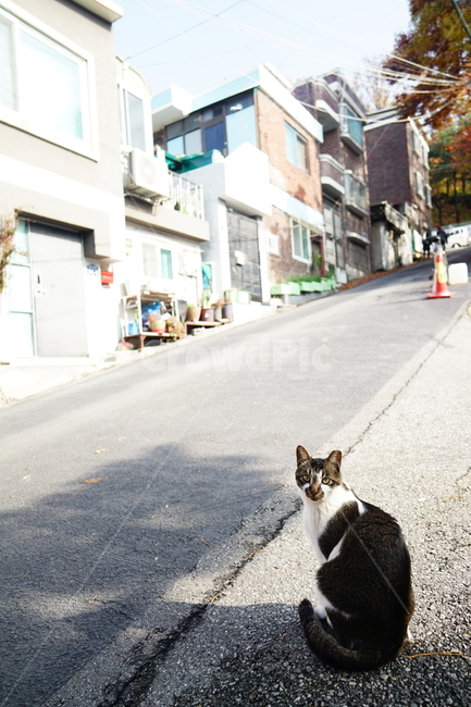 asphalt,아스팔트,tarmac,cat,고양이,pet,animal,동물,mammal,포유류,길냥이,동물,animal,포유류,mammal,고양이,cat,kitten,kitty