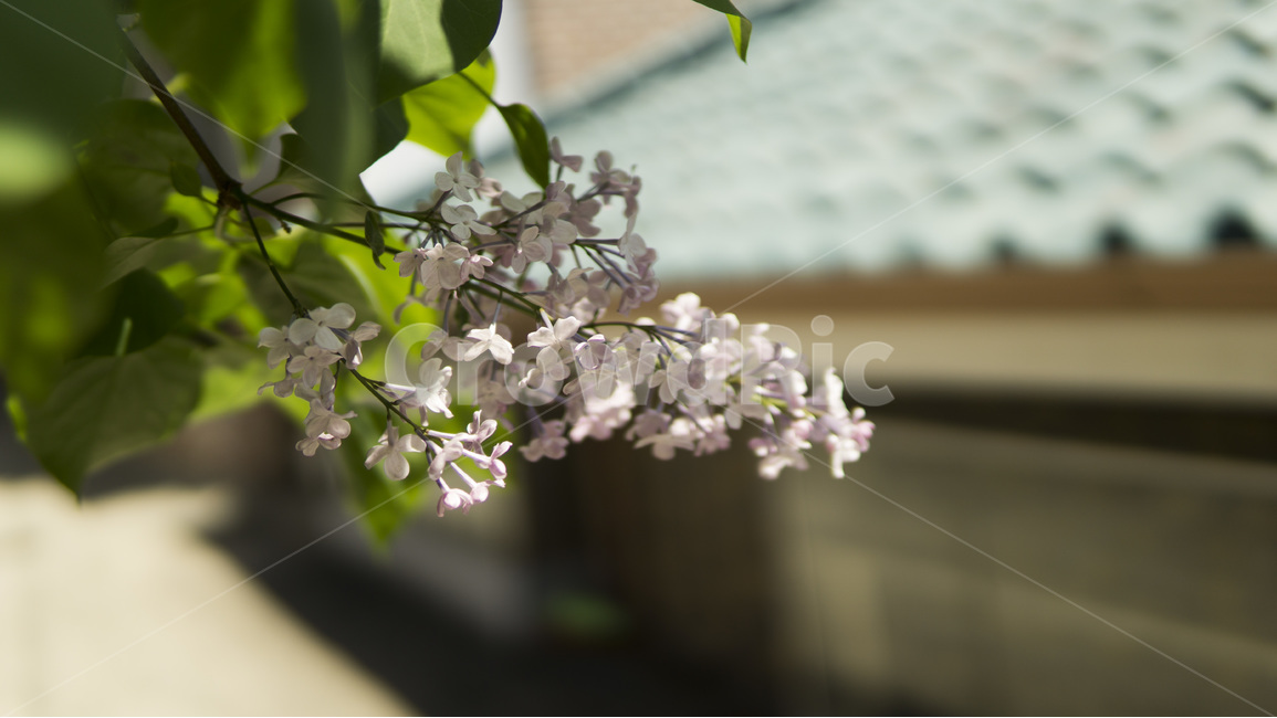 나무,기와,꽃,추억,배경화면,식물,자연,plants,nature,꽃,flower