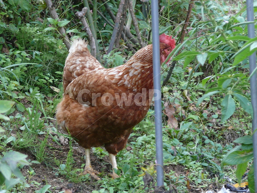 한국풍경,시골풍경,암닭,동물,시골동물,동물,animal,조류,새,birds