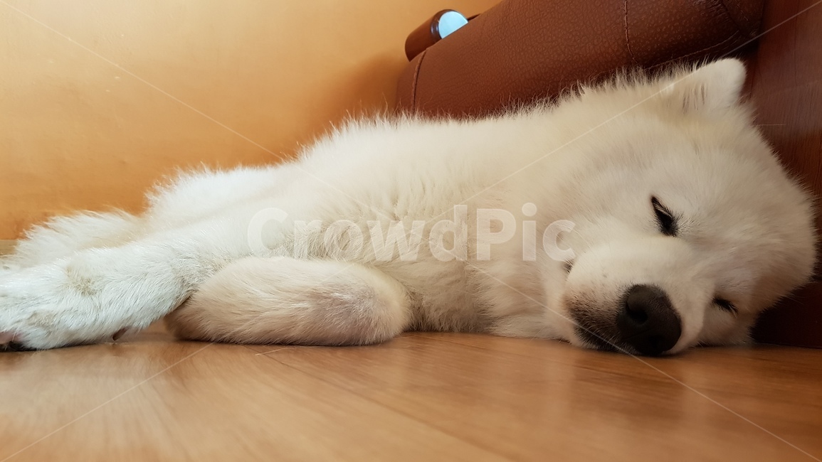 사모예드,발라당,자는강아지,피곤,꿈나라,동물,animal,포유류,mammal,개,강아지,dog,doggy