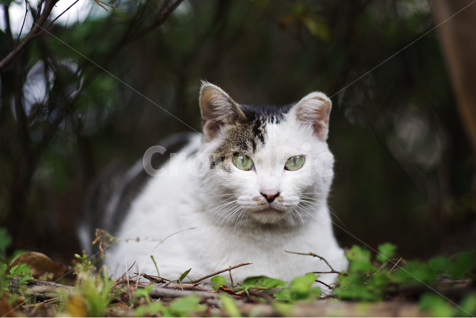 고양이,길고양이,길냥이,동물,애완동물,생명,자연,야생동물,cute,lovely,adorable,pet,animal,street,streetcat,natural,nature,stray,straycat,wild,wildlife,wildcat,동물,animal,포유류,mammal,고양이,cat,kitten,kitty