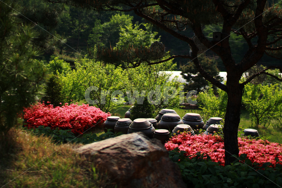 식물,꽃,장독대,자연,항아리,plant,flower,blossom