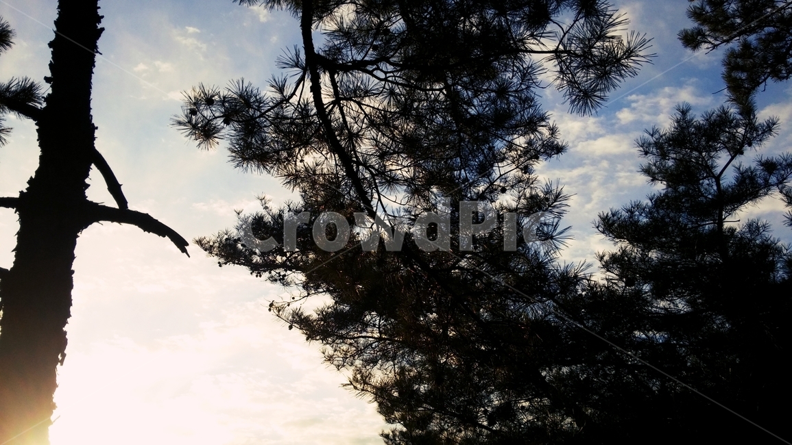 소나무,빛,나무,자연,감성,느낌,pine,light,tree,nature,emotional,feeling,자연,풍경,nature,landscape,plant,식물