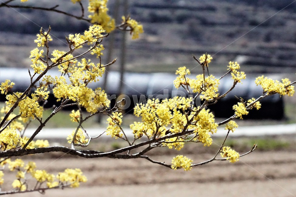 봄,산수유,꽃,노란색,나무,식물,자연,계절,yellow,nature,season,flower,beauty,tree,봄,계절,spring,season,식물,자연,plants,nature,꽃,flower,plant