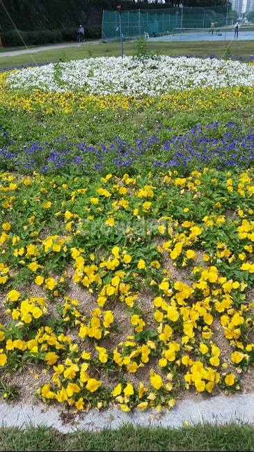 꽃,여름,꽃동산,산책,운동,식물,자연,plants,nature,꽃,flower