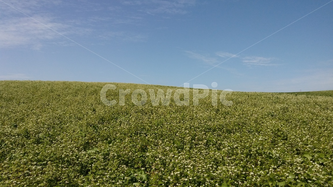 메밀,메밀밭,도깨비,도깨비촬영지,들판,풍경,자연,풍경,nature,landscape,field,들,outdoors,옥외,grassland,목초지