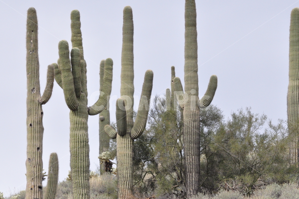 선인장,아리조나,사막,cactus,arizona,식물