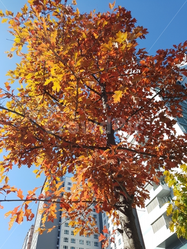 단풍,공원,서울,가을,은행,나무,자연,식물,가을,계절,fall,autumn,season,식물,자연,plants,nature,나무,trees,wood,tree,plant,leaf,잎,maple