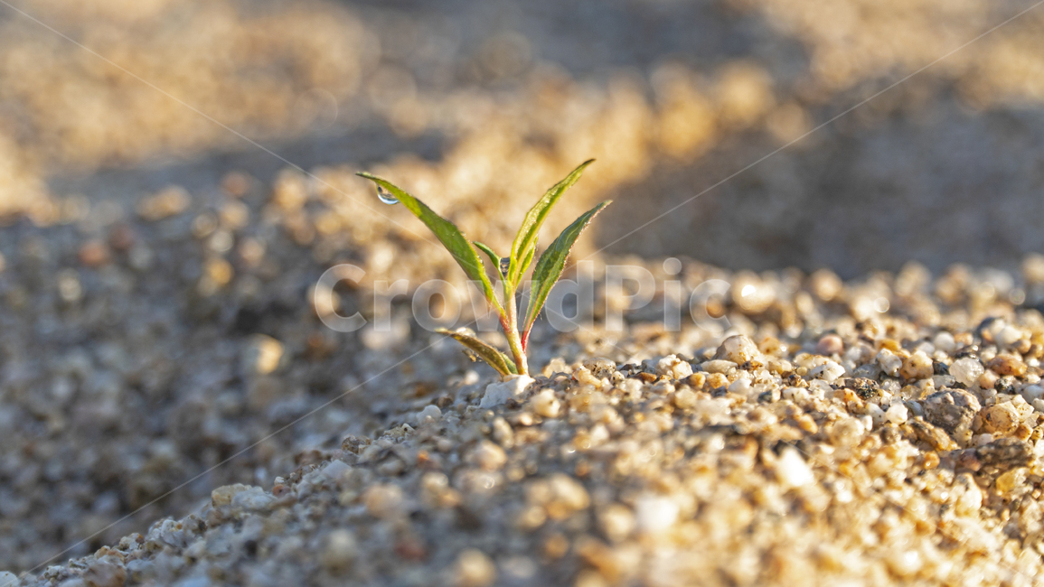 자갈,식물,햇살,모레,새싹,흙길,바닥,gravel,ground,plant,식물,자연,plants,nature,농업,농사,agriculture,farming,farming industry