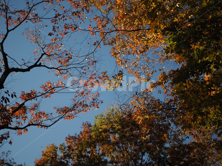 하늘,단풍,빨강,대비,나무,가을,계절,fall,autumn,season,자연,풍경,nature,landscape,tree,plant,식물,leaf,잎,tree trunk,나무 줄기