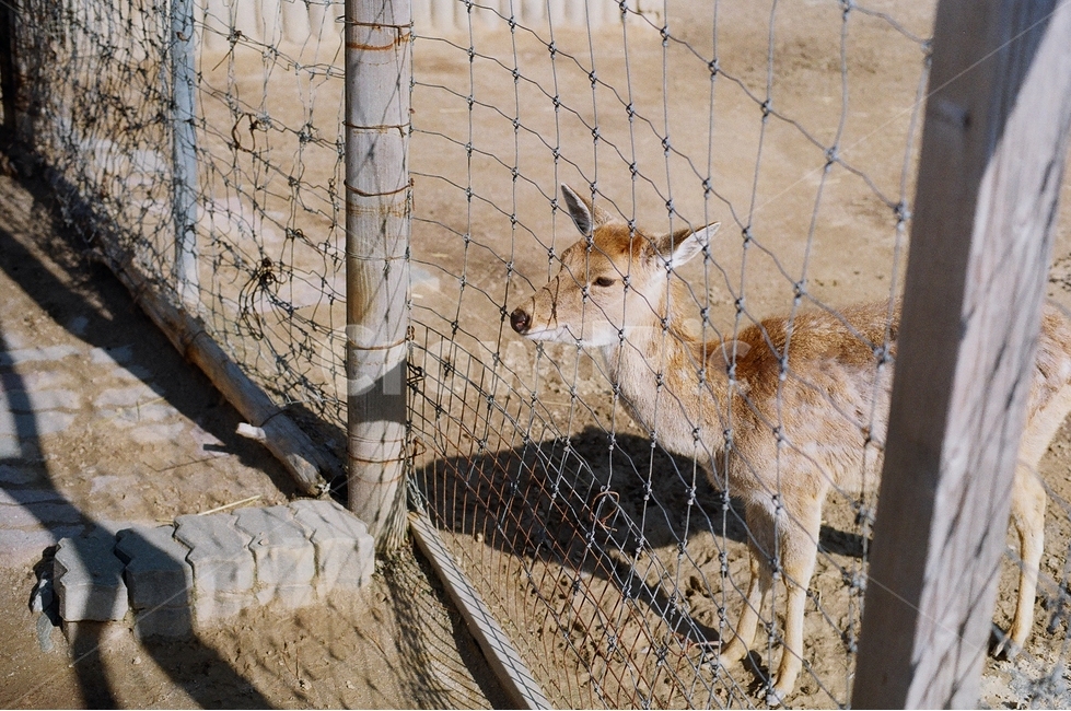 사슴,동물,동물원,초식동물,우리,어린이대공원,animal,zoo,동물,animal,포유류,mammal