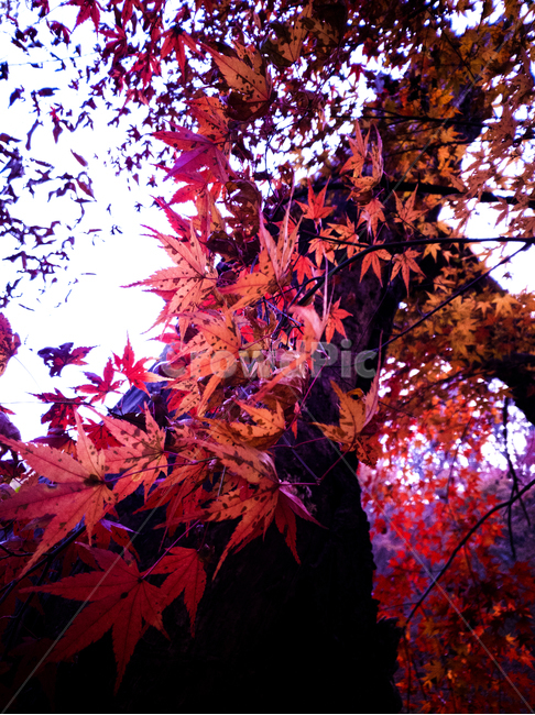 단풍,가을,가을단풍,붉은단풍,단풍나무,maple,leaf,잎,plant,식물,tree,나무,가을,계절,fall,autumn,season