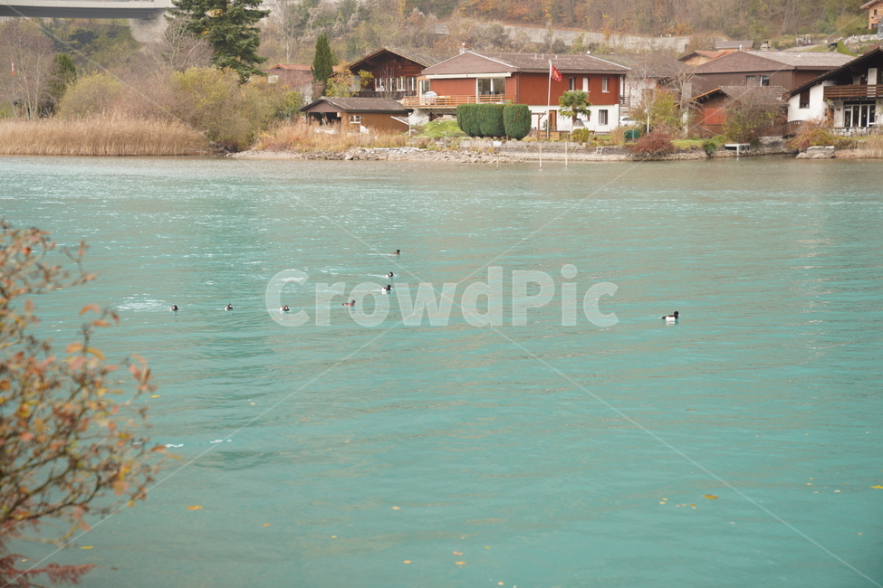 outdoors,옥외,nature,자연,lake,river,duck,오리,강,호수,스위스,시골,마을,풍경,landscape,country,rural,town
