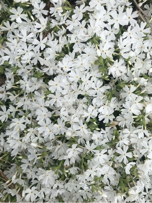 꽃잔디,꽃,하얀꽃,풍성한꽃,flower,봄꽃