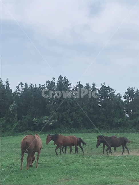 말,안개,자연,목장,농장,동물,animal,포유류,mammal