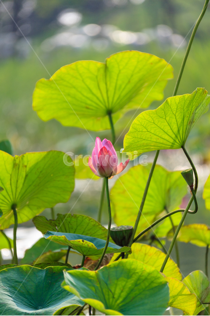 연꽃,불교,분홍,여름,꽃잎,희망,환생,식물,자연,plants,nature,꽃,flower