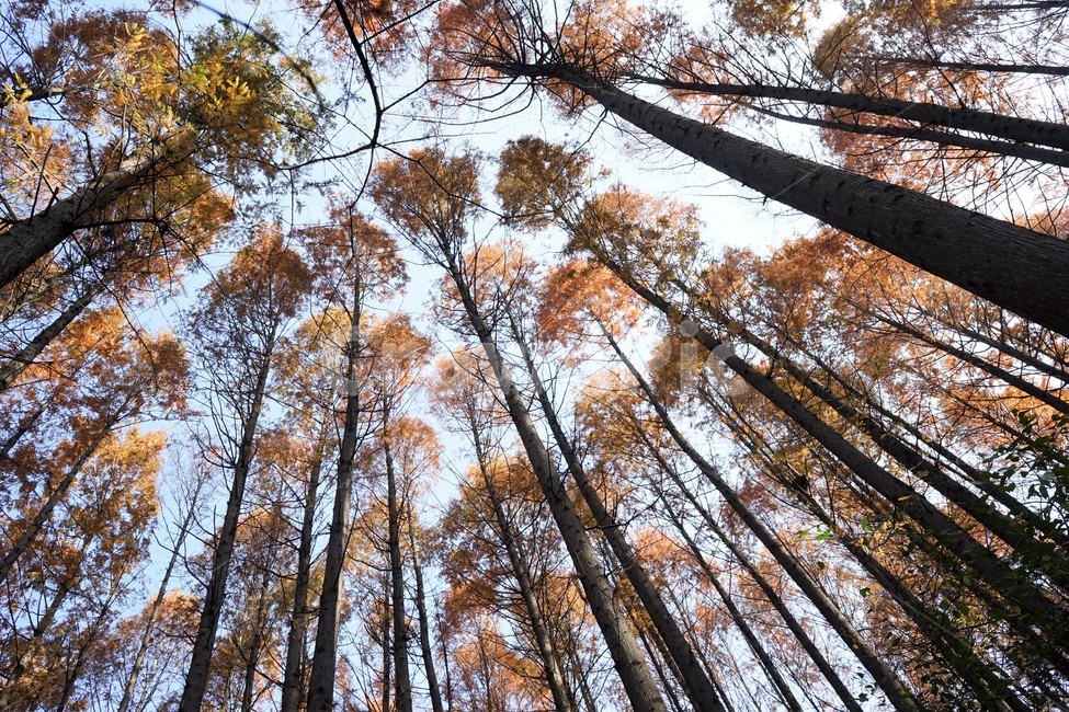 메타세콰이어,숲,산행,초겨울,자연,나무,nature,forest,earlywinter,metasequoia,식물,자연,plants,nature,나무,trees,wood