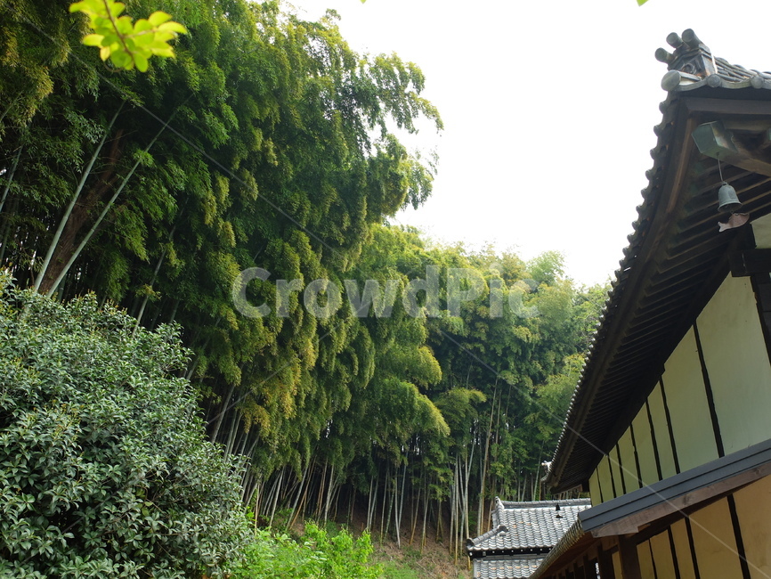 대나무,대숲,동국사,군산,대나무숲,한국전통,한국문화,korean traditional,korean culture,건축물,건물외관,exterior,building,structure,architecture,construction
