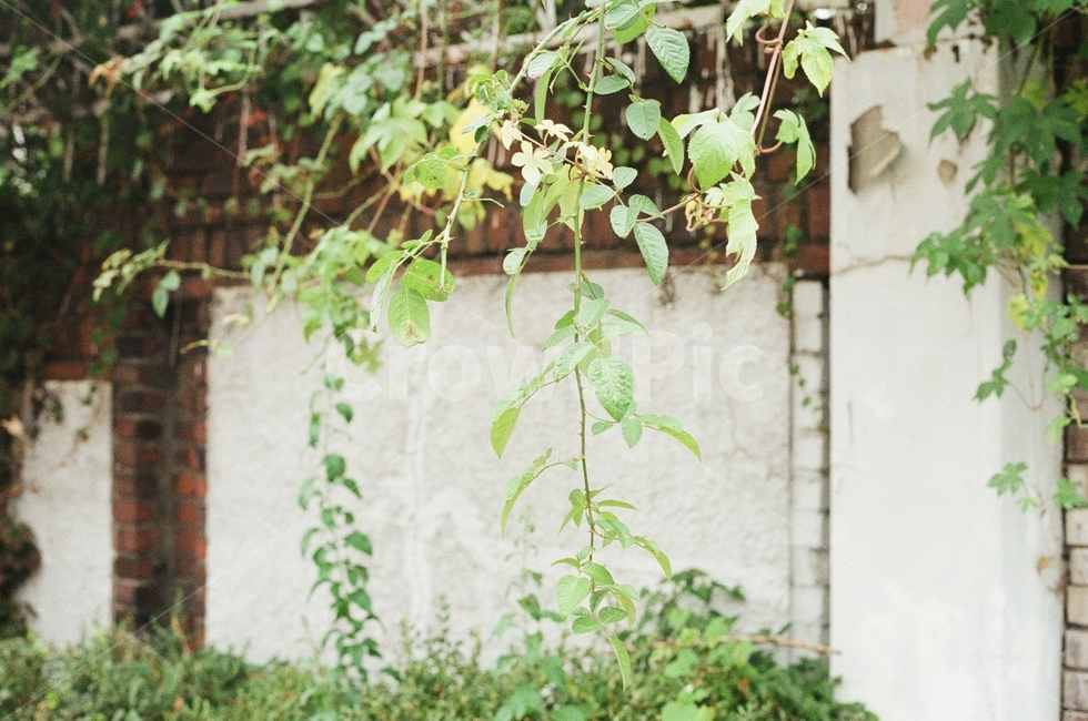 풍경,넝쿨,담벼락,자연,풀,초록,잎,잎사귀,낙엽,나무,leaf,담장,여름,nature,감성,경관,경치,가을,봄,식물,자연,plants,nature