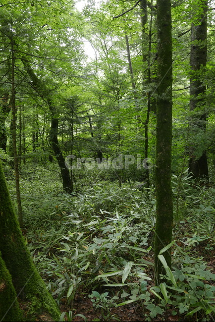 숲,숲속,나무,풀,forest,tree,이끼,나뭇잎,우림