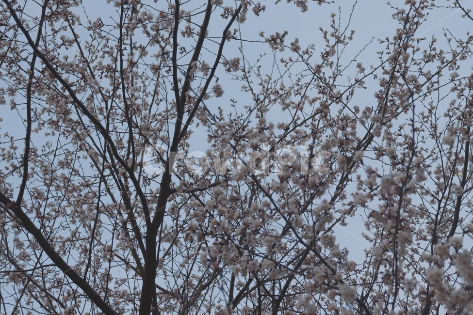 벚꽃,plant,blossom,꽃,봄꽃,식물
