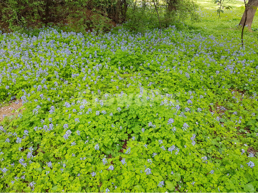 들꽃,동네,봄,푸른,꽃,식물,자연,plants,nature,꽃,flower