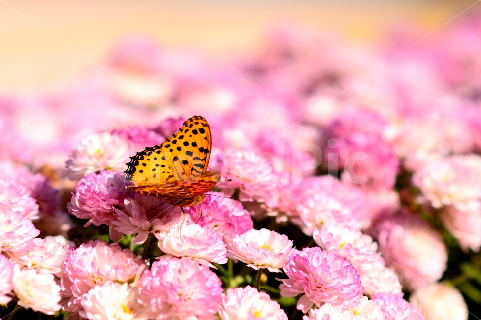 BUTTERFLY,tigerswallowtail,SWALLOWTAIL,FLOWERS,FLOWER,YELLOW,PINK,식물,나비,호랑나비,꽃,화려,VIVID,COLORFUL,BEAUTIFUL,BLOSSOM,자연,INSECT,곤충,FOCUSUP,식물,자연,plants,nature,꽃,flower,동물,animal,곤충,벌레,insect,bug,색깔,색상,색채,색감,color sense,color sensitivity,feeling of color