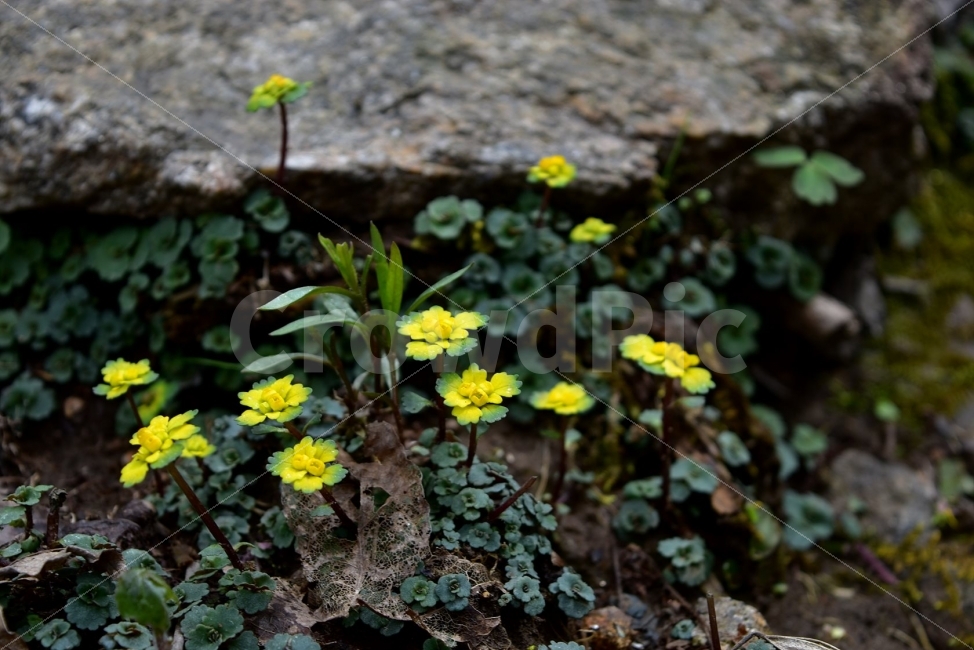 금괭이눈,봄,야생화,꽃,청태산,강원도,봄꽃,고산야생화,감성,wildflower,산꽃,봄야생화,계곡,이끼,꽃말,골짜기의황금,변하기쉬운마음,식물,자연,식생,생태,범의귀과,괭이눈속,식물,자연,plants,nature,꽃,flower