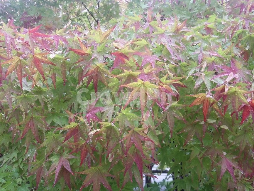 나무,tree,plant,식물,leaf,잎,단풍,식물,자연,plants,nature