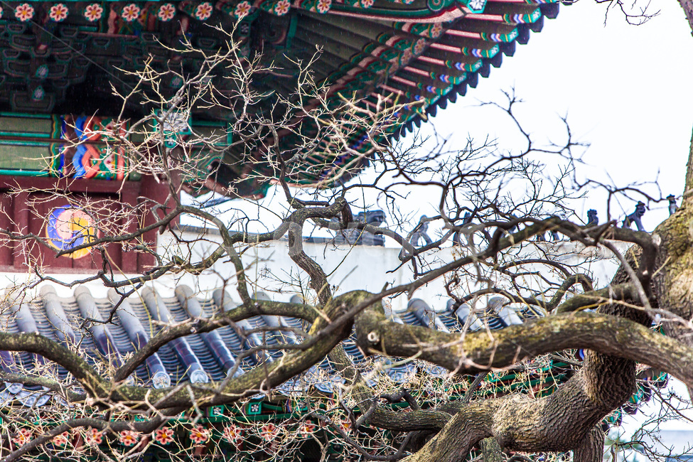 고궁,봄,고목,기와,문화유산,창덕궁,한국전통,한국문화,korean traditional,korean culture,식물,자연,plants,nature,나무,trees,wood,건축물,건물외관,exterior,building,structure,architecture,construction