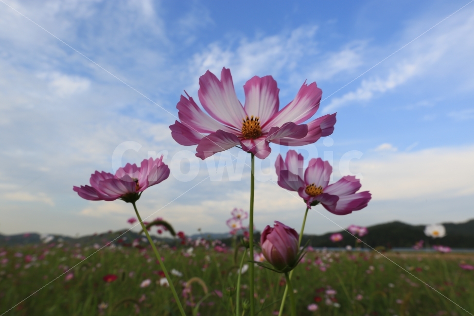코스모스,파란하늘,여름,배경화면,예쁜꽃,가을,계절,fall,autumn,season,식물,자연,plants,nature,꽃,flower,plant,blossom,petal,꽃잎