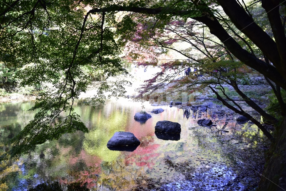 눈부심,가을,단풍,단풍반영,반영,가로수,나무,돌,물,Glare,Fall,Maple,Maplereflection,Stone,water,자연,풍경,nature,landscape,식물,plants,나무,trees,wood,plant