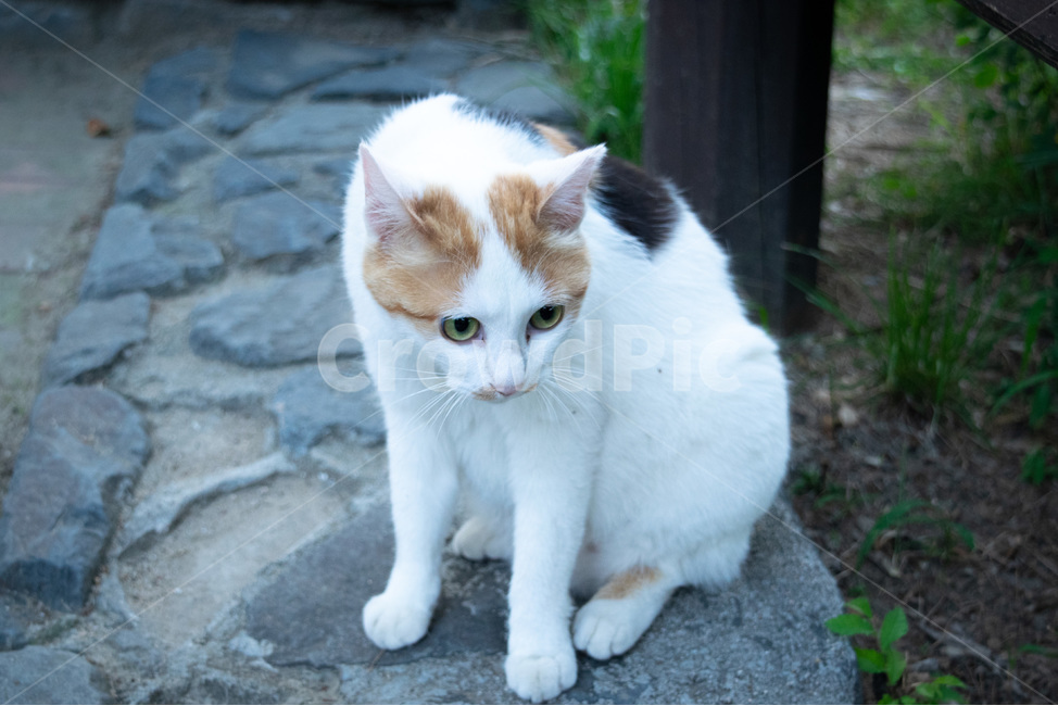 고양이,길냥이,귀여운고양이,한국고양이,공원고양이,착한고양이,동물,animal,포유류,mammal,고양이,cat,kitten,kitty