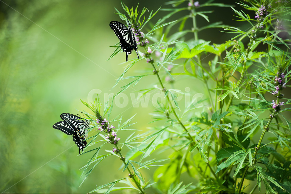 호랑나비,나비,한쌍의나비,사랑,들꽃,야생화,식물,자연,plants,nature,동물,animal,곤충,벌레,insect,bug