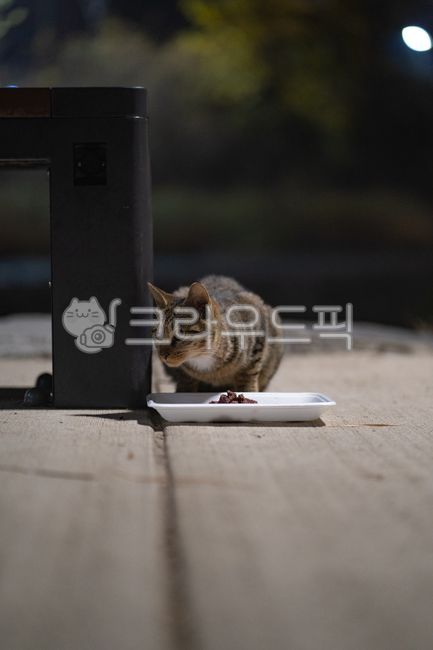 고양이,길고양이,새끼고양이,애완동물,동물,pet