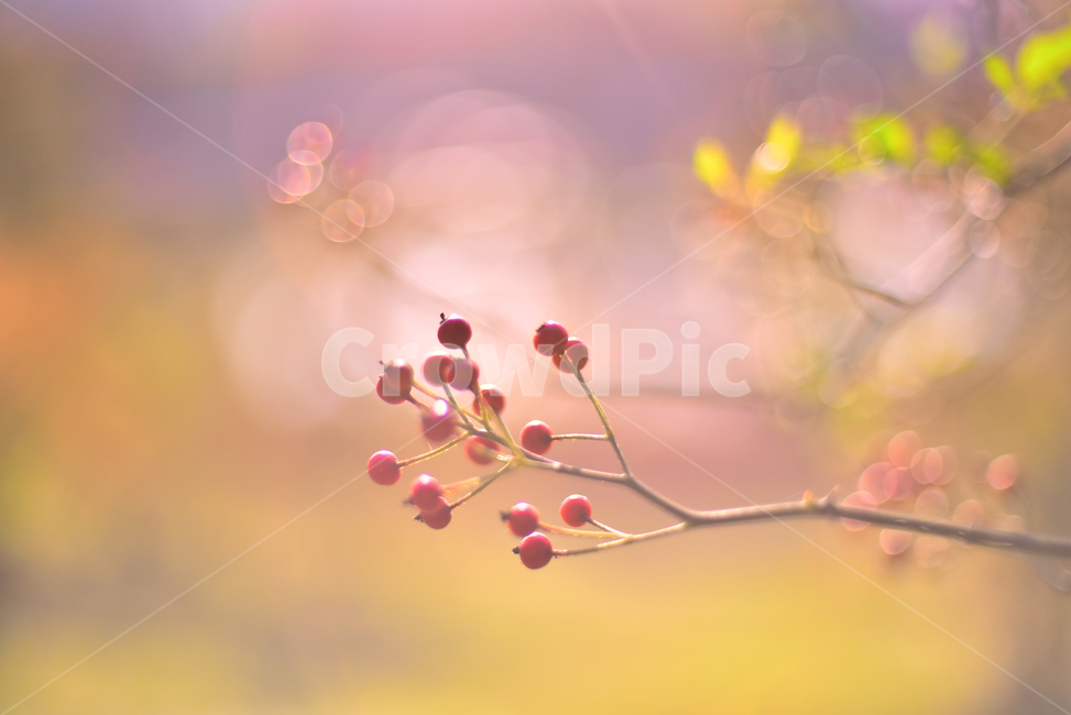 가을배경,감성사진,감성풍경,보케,빛망울,플레어,flare,fruit,plant,red,little,autumn,fall,background,sensible,emotional,feeling,느낌,분위기,가을감성,찔레,열매,씨앗,가을풍경,찔레열매,가을분위기,아웃도어,옥외,야외,배경,바탕,백그라운드,늦가을,필링,감성,결실,작은,빨강색,시즌,계절,outdoors,새먹이,식물,나무열매,몽환적,dreamlike,과일,열매,fruit