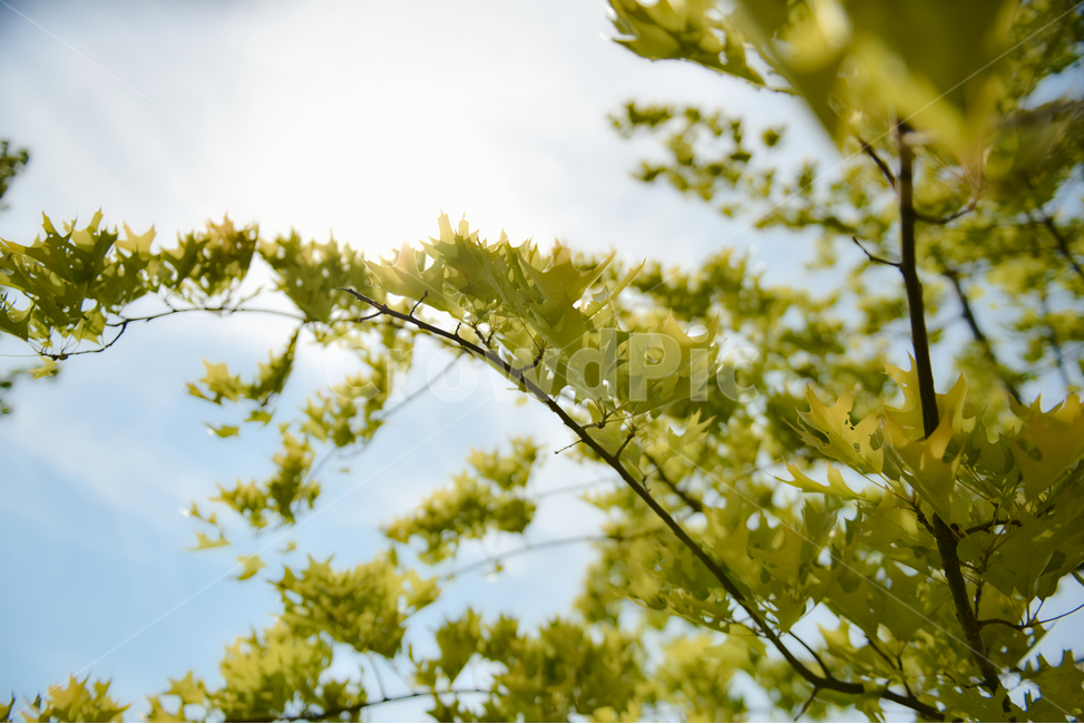 꽃,자연,접사,녹색,힐링,신선함,season,plants,nature,flower,sensible,feeling,색깔,색상,색채,색감,colorsense,colorsensitivity,feelingofcolor,감성,평온함,느낌,휴식,드라이플라워