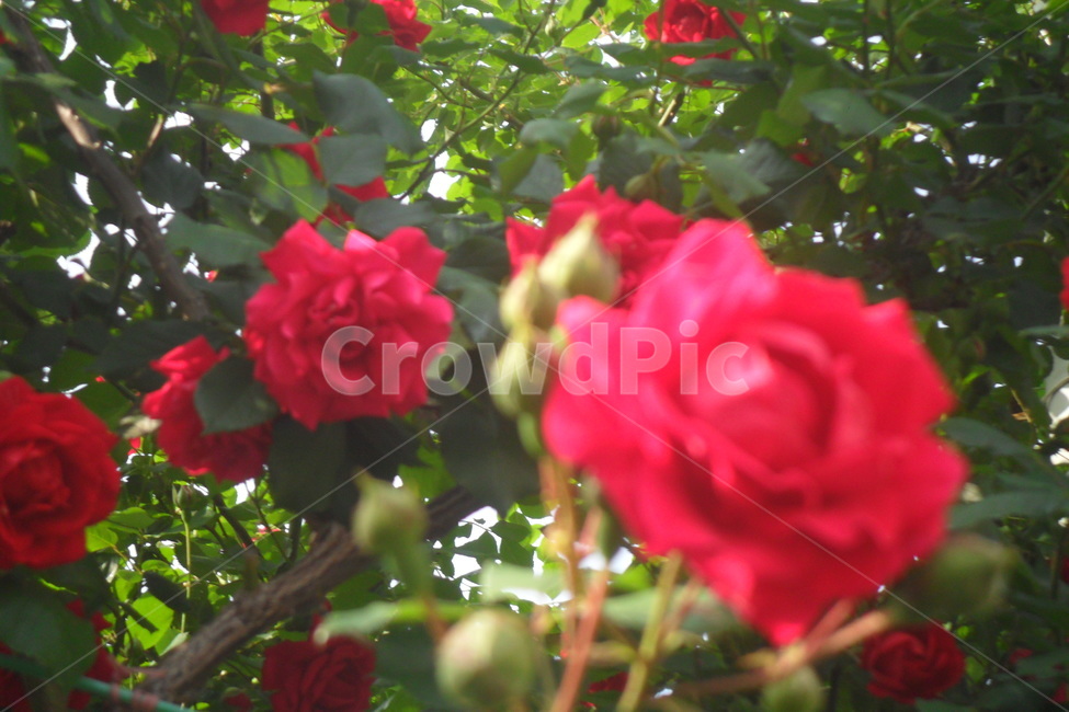 꽃,장미,5월,flower,rose,식물,담장,빨강,식물,자연,plants,nature,꽃,flower