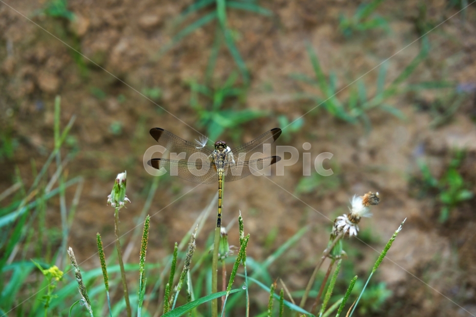 잠자리,앉아있다,곤충,dragonfly,풀,논,꽃,민들레,자연,여름,봄,앉다,숲,땅,nature,field,land,garden,summer,벌래,동물,animal,곤충,벌레,insect,bug