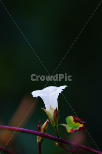 flower,꽃,plant,식물,blossom,식물,자연,plants,nature,꽃,flower